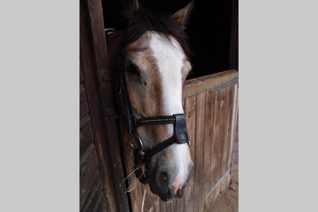 Upper Heath Farm - Stable Cottage Ludlow Craven Arms Ngoại thất bức ảnh