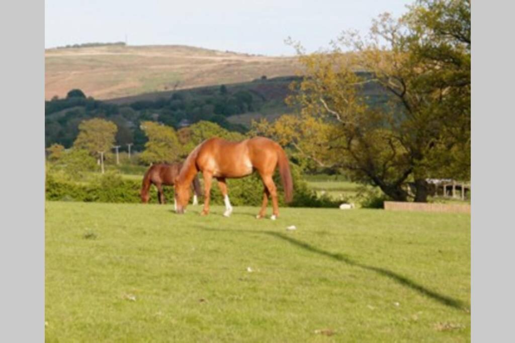 Upper Heath Farm - Stable Cottage Ludlow Craven Arms Ngoại thất bức ảnh